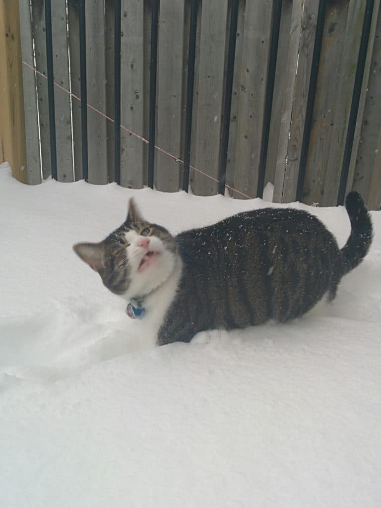 полосатый кот идет по снегу