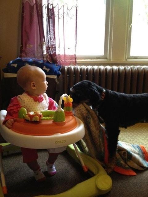 собака помогает ребенку