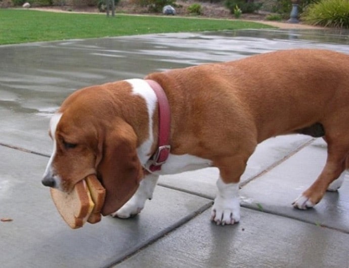 рыжая собака с бутербродом в зубах