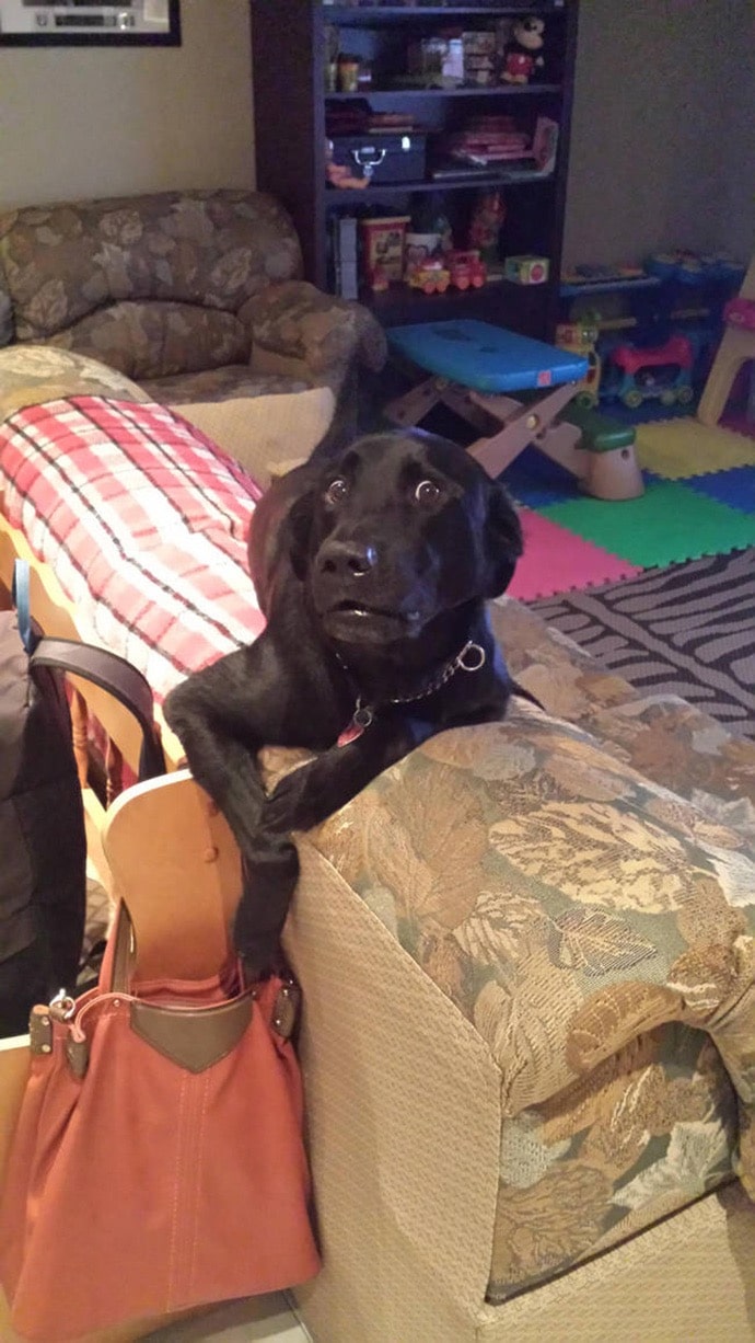 собака роется в сумке