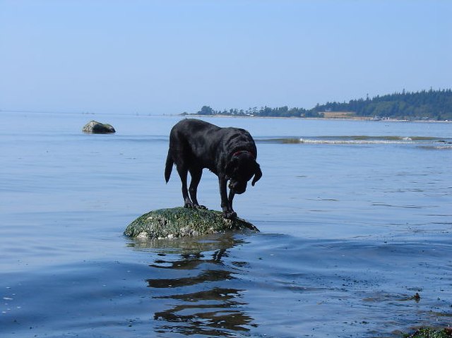 собака стоит на камне посреди воды