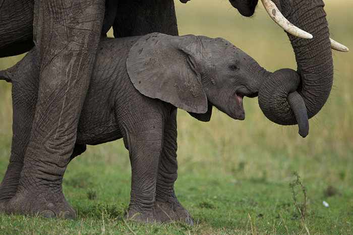 слон и слоненок