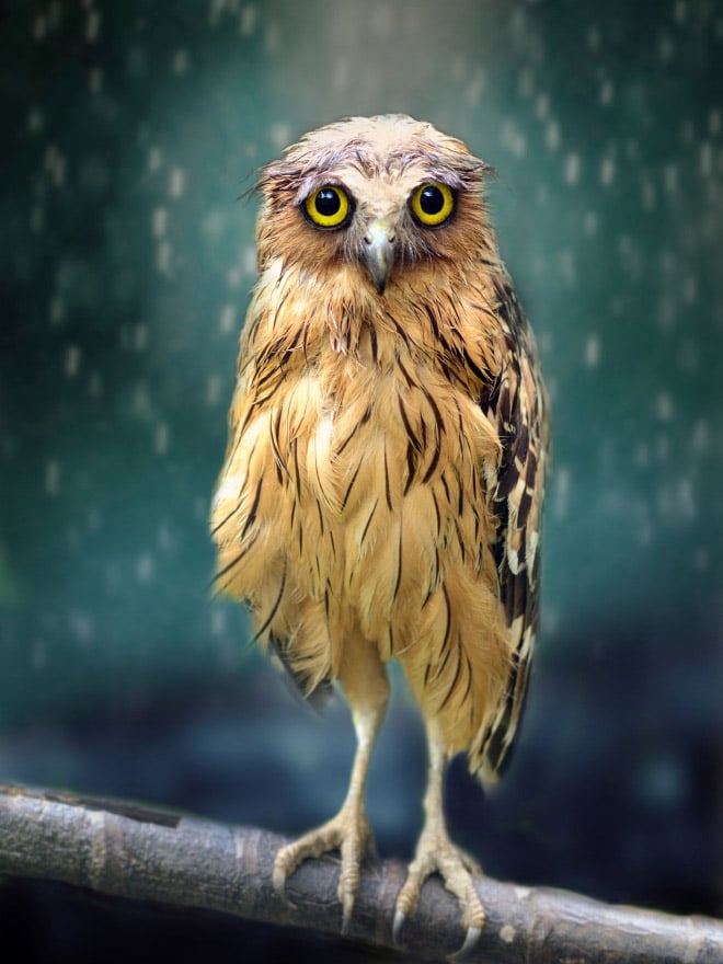 сова под дождем