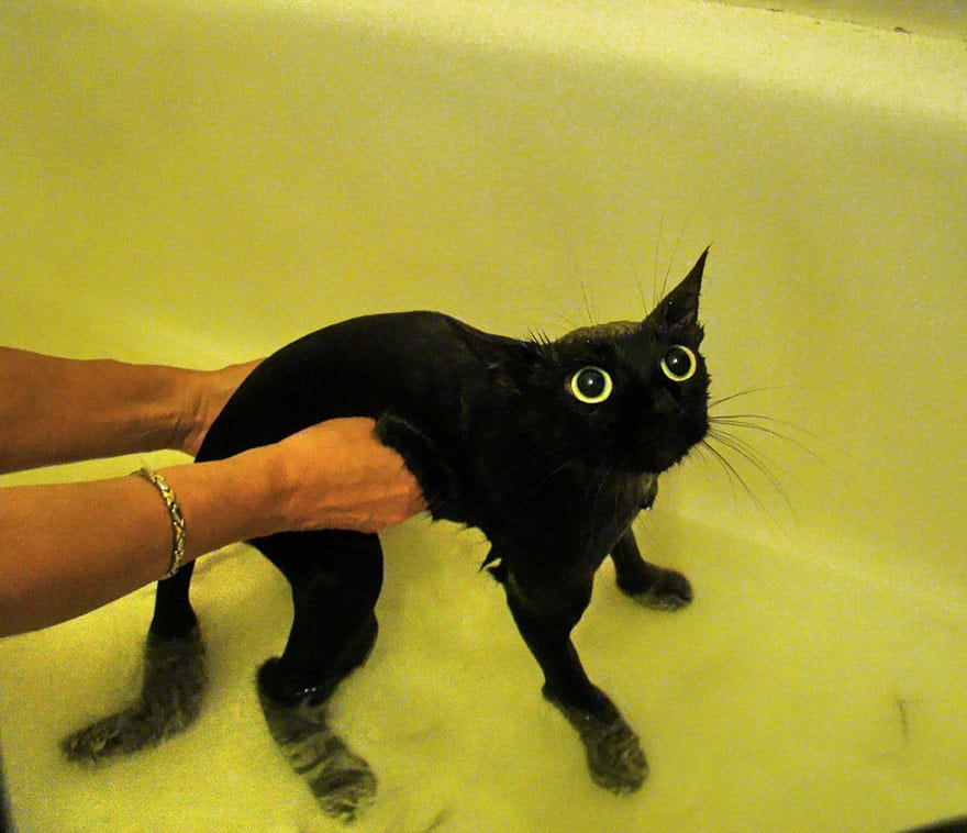 черный кот в ванне