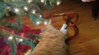 рыжий кот возле елки