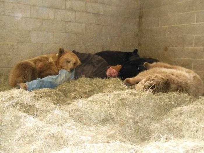 мужчина спит среди медведей