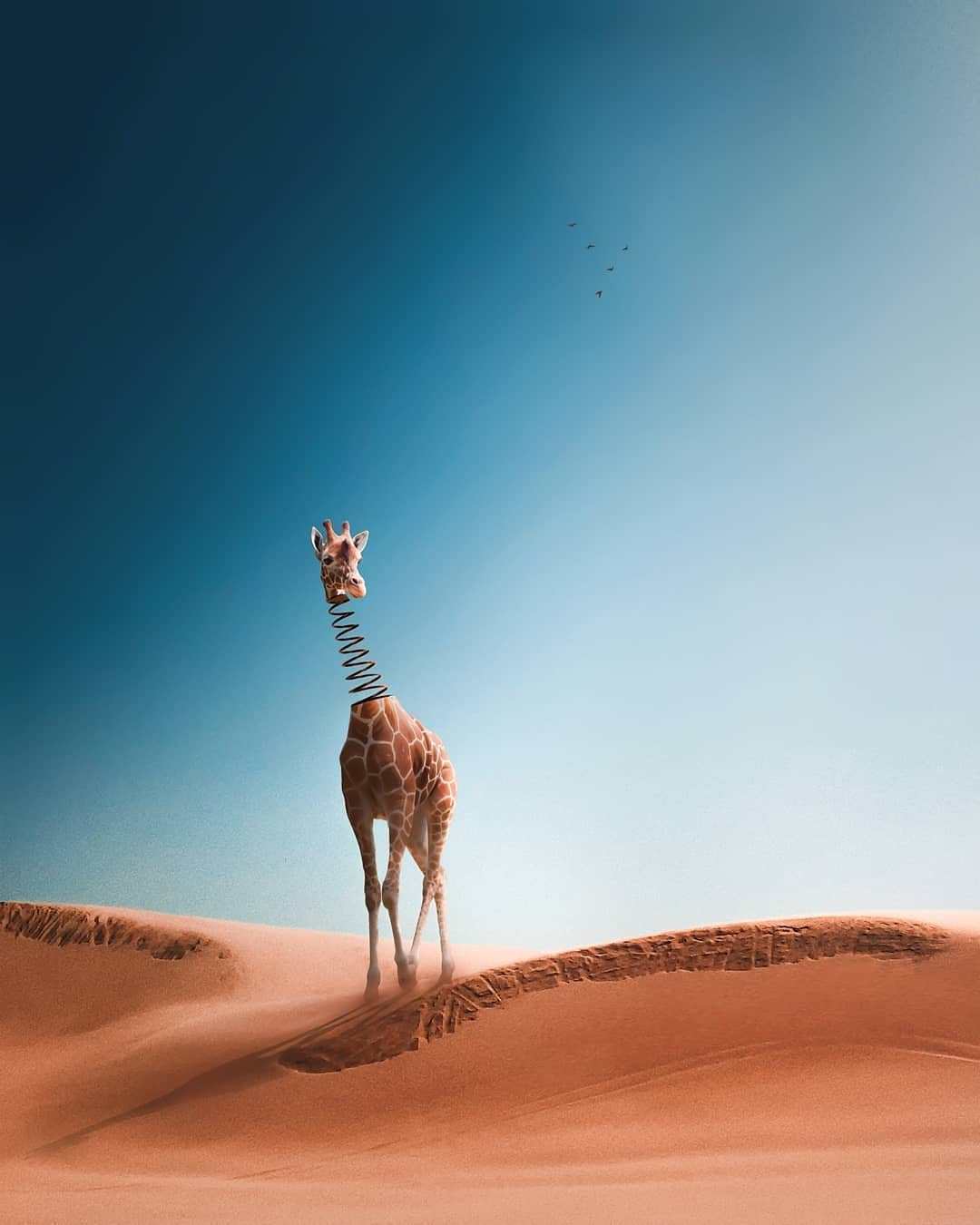 жираф в пустыне