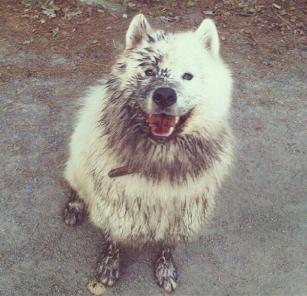 белая собака в грязи