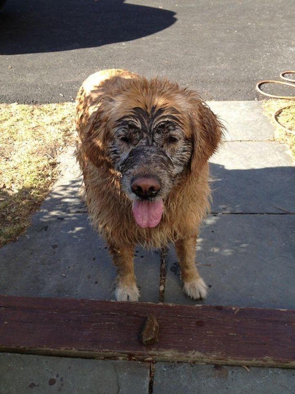 рыжая собака с грязью на морде