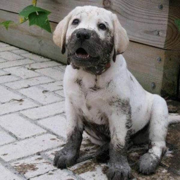 щенок лабрадора в грязи