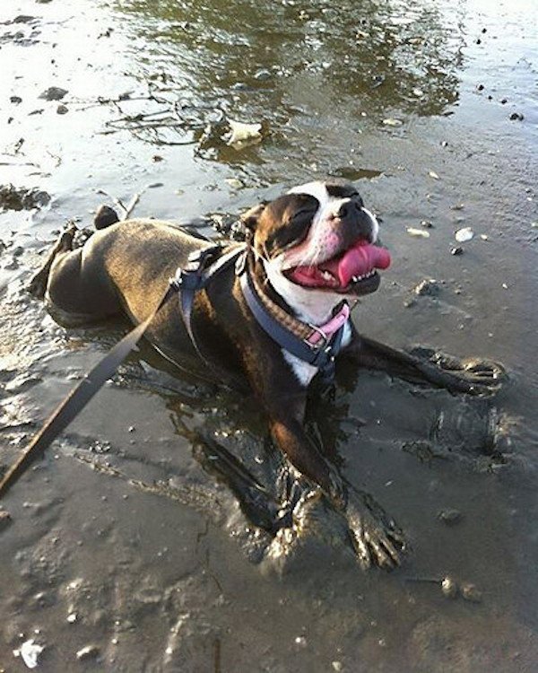 довольная собака лежит в грязи