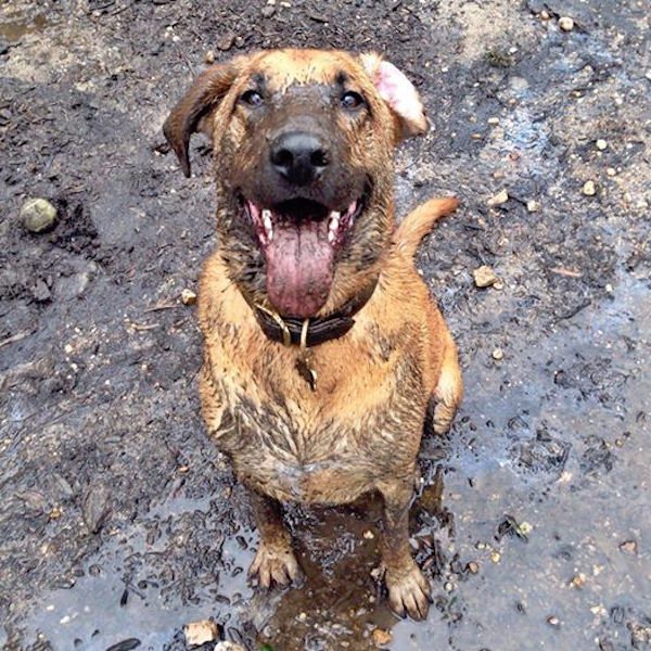 рыжая собака в грязи
