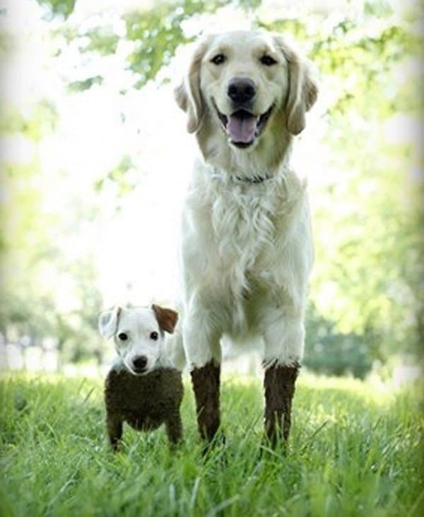 собаки в грязи
