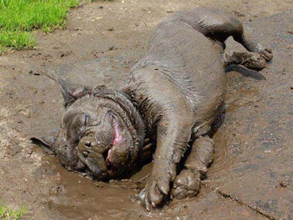 собака в грязи