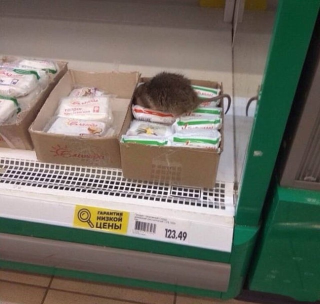 крыса в витрине супермаркета