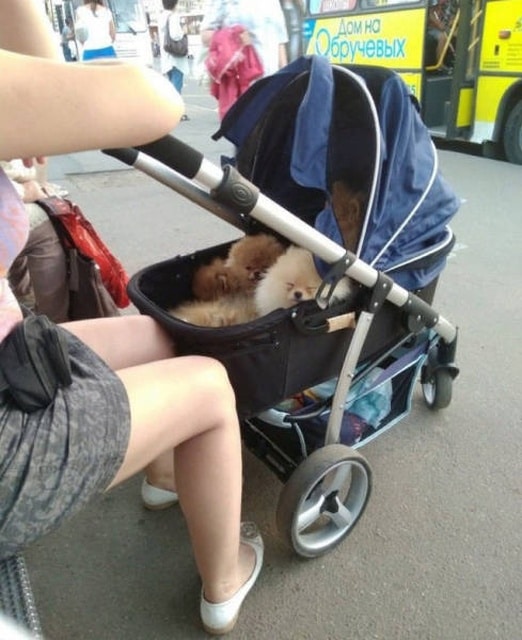 собаки спят в коляске