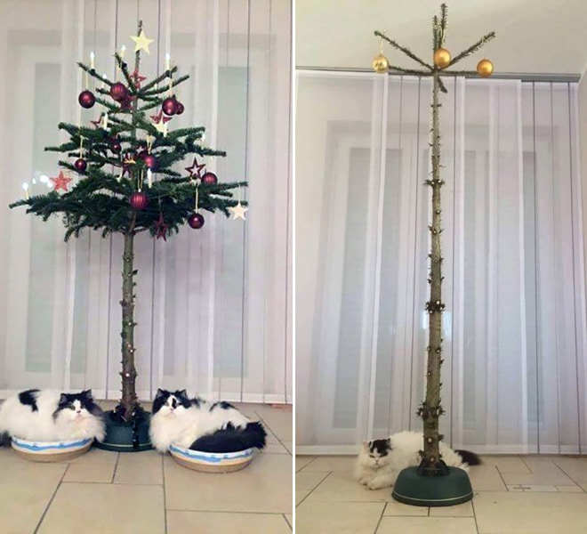 коты под елкой