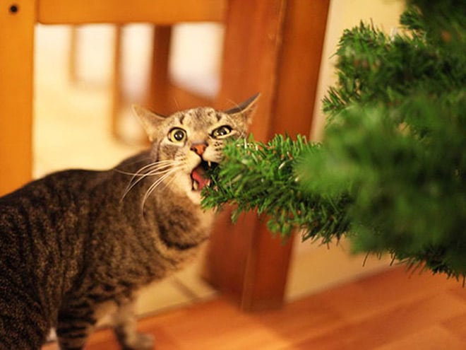 полосатый кот грызет елку