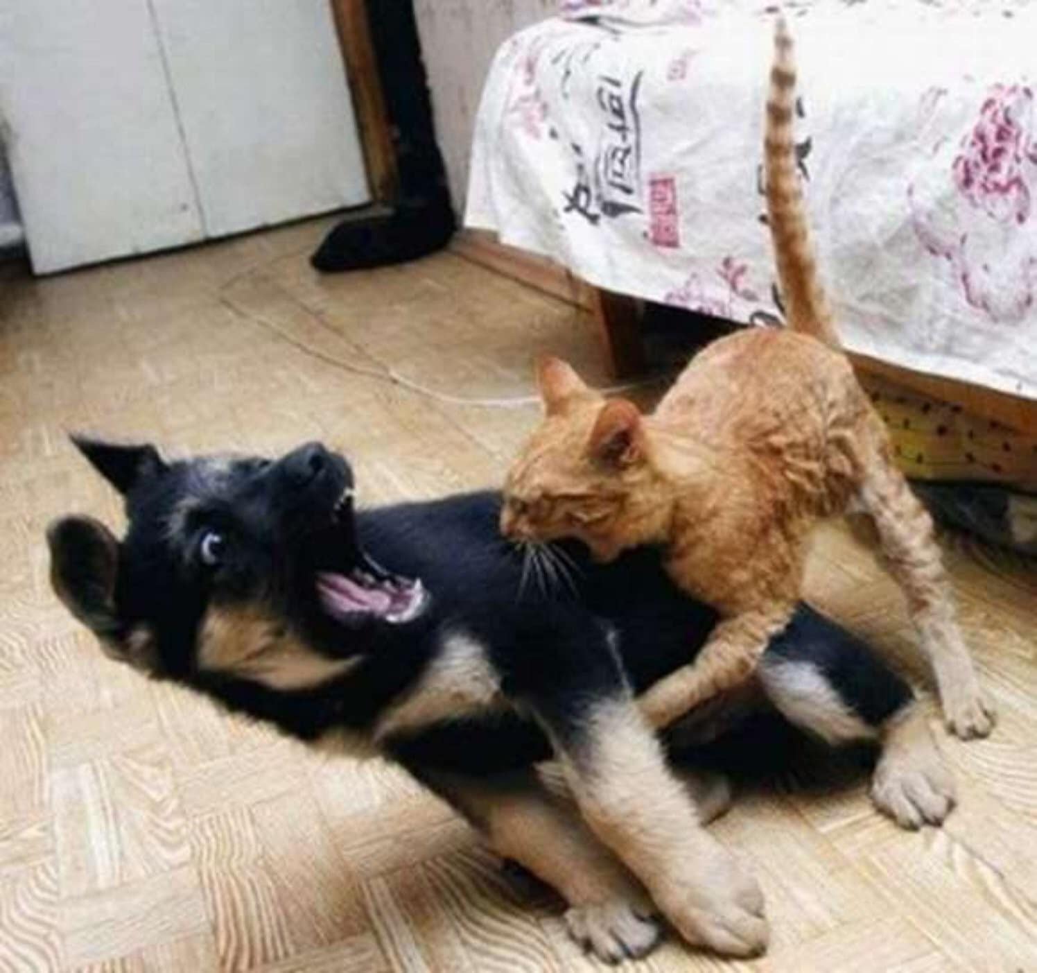 рыжий кот кусает черную собаку