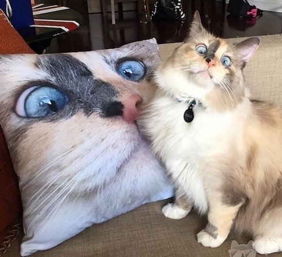удивленный кот