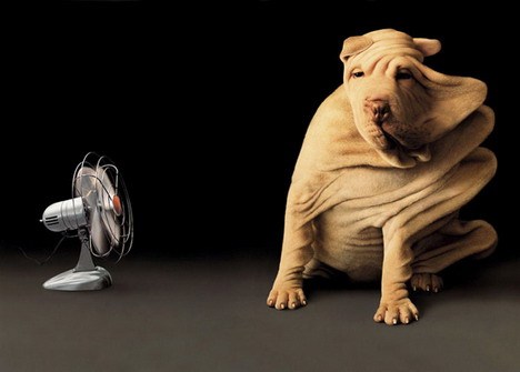 собака и вентилятор
