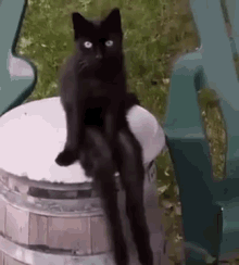 черный кот сидит свесив лапы