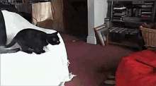 черная кошка прыгает на подушку