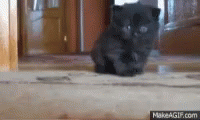 пушистый черный котенок