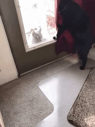 черная кошка зашторивает дверь