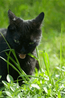 черный кот грызет траву