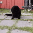 черный кот играет с мячиком
