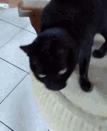 черный кот ластится к мужчине
