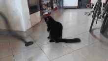 черный кот и пылесос