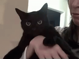 черный кот шипит