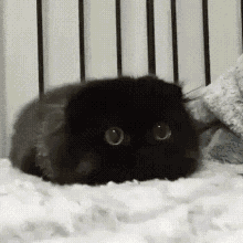 пушистая черная кошка