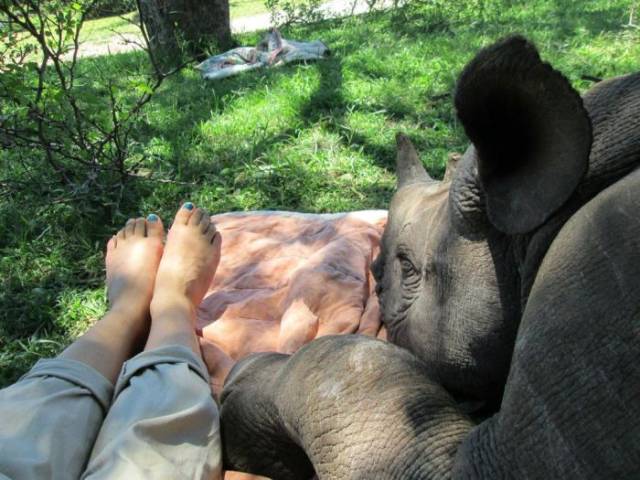 женские ноги и носорог
