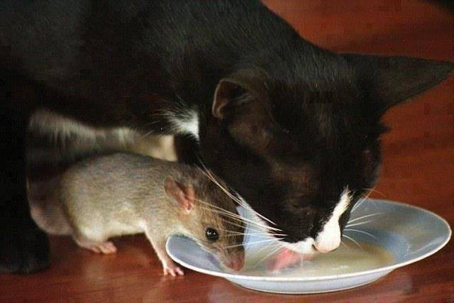 кошка и мышь