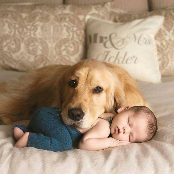 собака и ребенок