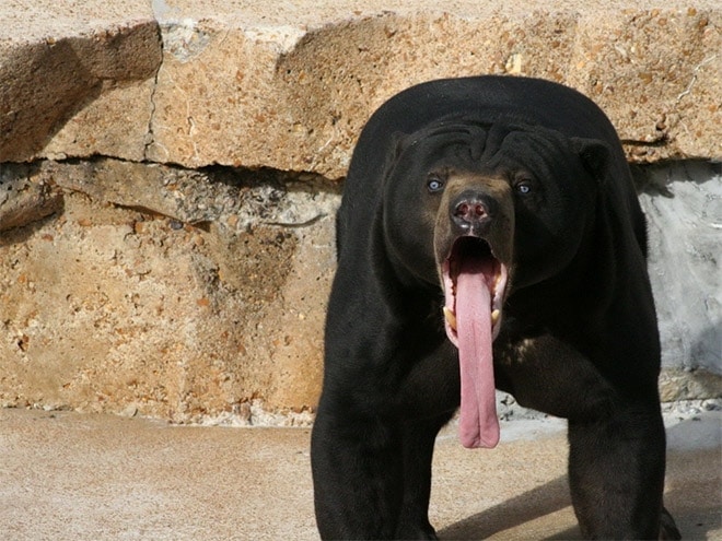 бурый медведь с высунутым языком