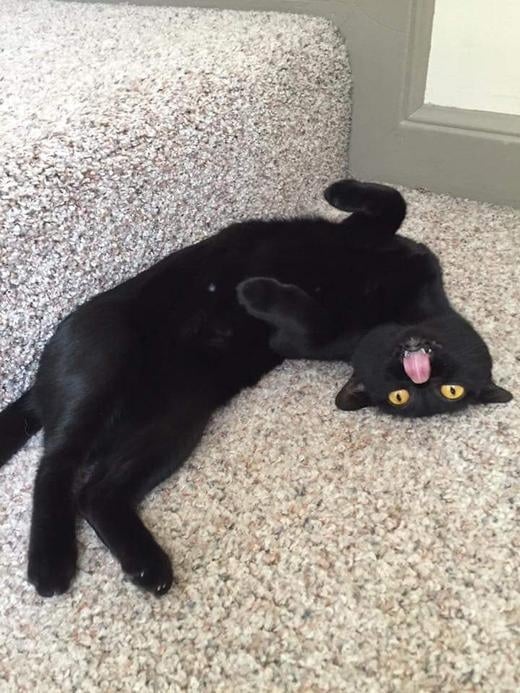 черный кот лежит на спине