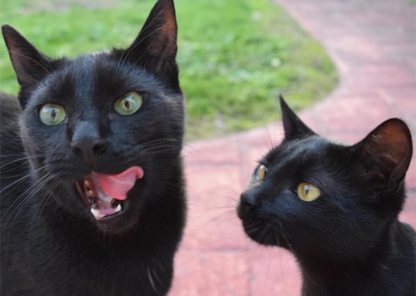 два черных кота