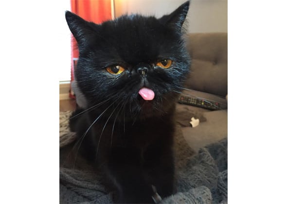 черный кот показывает язык