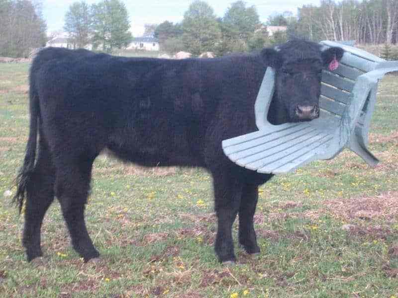 черная корова со стулом на голове