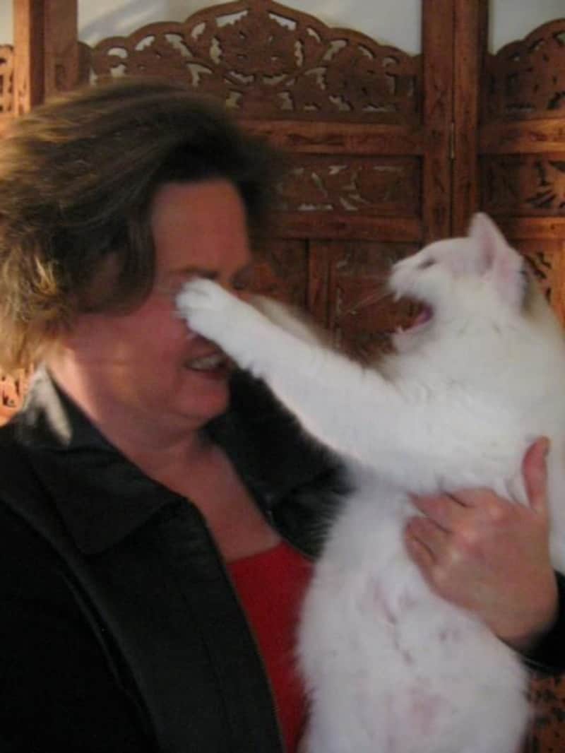 белый кот царапает женщине глаза