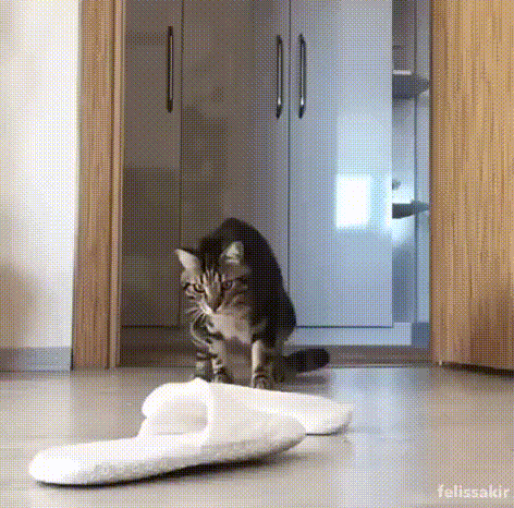 полосатый кот испугался тапка на полу