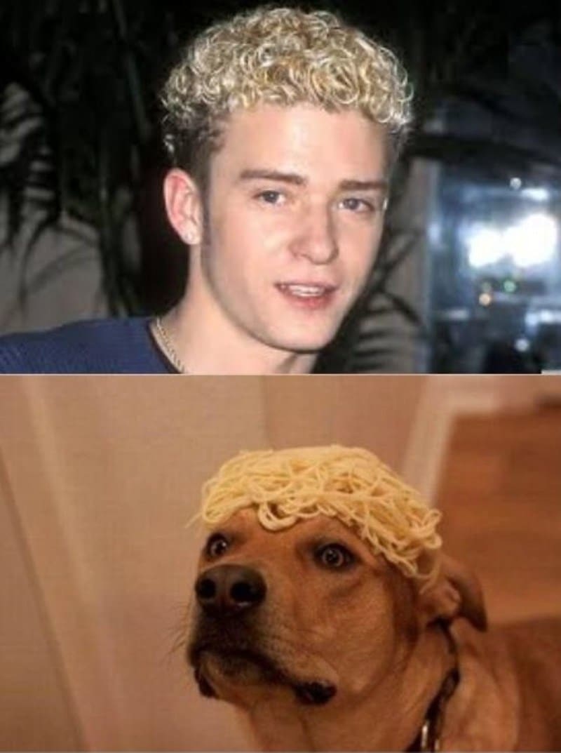 джастин тимберлейк и собака со спагетти на голове