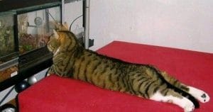 Кошка смотрит на рыб лежа на диване