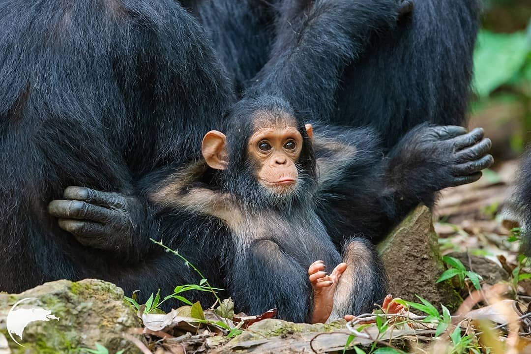 детеныш шимпанзе