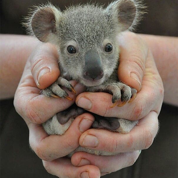 маленькая коала в руках