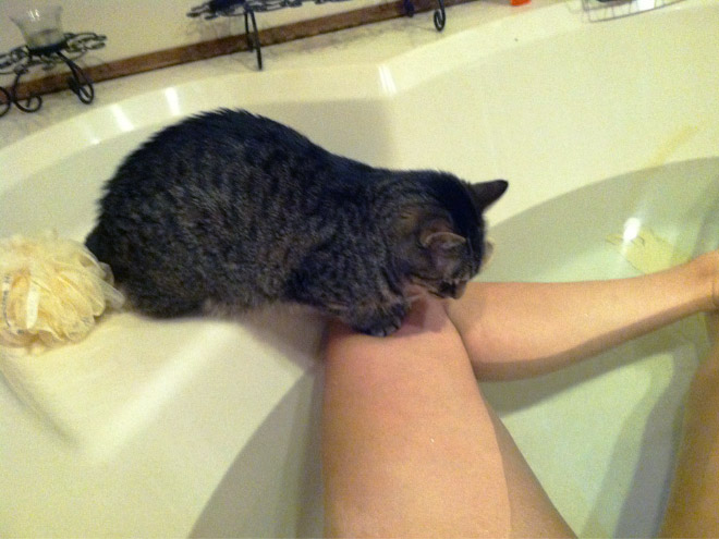 полосатый кот в ванной